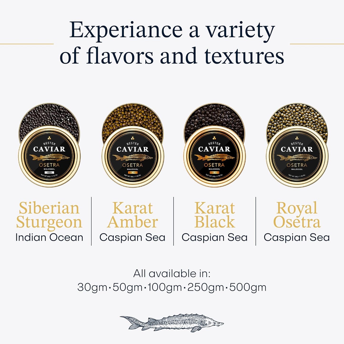 Overnight Guaranteed, BESTER Premium Russian Osetra Sturgeon Black Caviar - (8.8 oz-250g) - Malossol Ossetra Black Roe - Premium Quality, Traditional Style, Imported. Free blinis and 2 spoons.