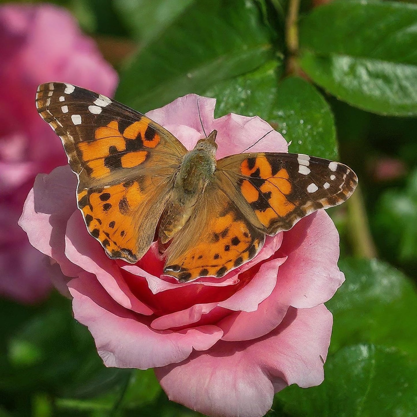 Insect Lore Butterfly Garden Kit, Painted Lady Butterfly Kit with Voucher for Live Caterpillars, Butterfly Habitat, STEM Journal & More Visit the Insect Lore Store - Cart Shape