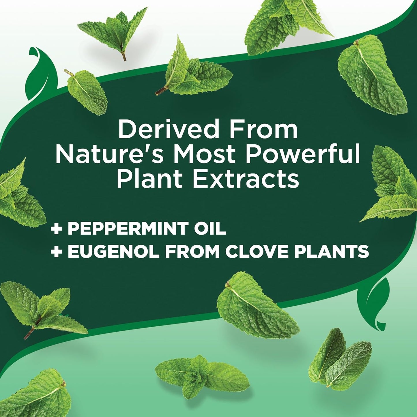 Vet's Best Natural Flea and Tick Yard and Dog Kennel Spray, Plant Safe Tick Spray for Yard with Ready-to-Use Hose Attachment, Mosquito Repellent with Natural Oils, Flea Prevention for Dogs, 32 oz